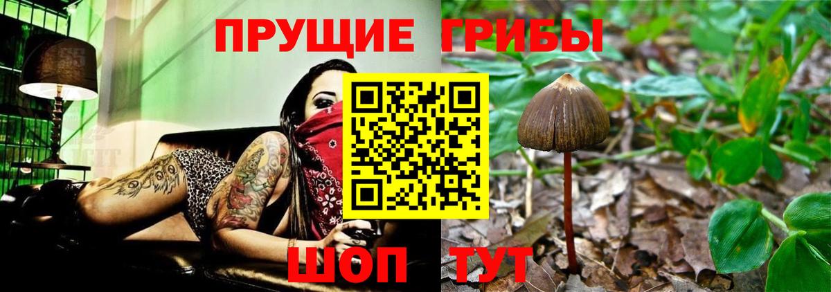 Псилоцибиновые грибы Psilocybe  Вход с VPN  Сыктывкар 